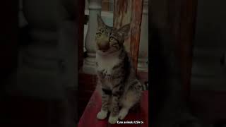 She can’t believe this 😭🤣🤣#cat #funny #beesting #reaction #trendingsound #viralshorts #cute