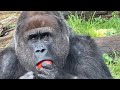 Burgers zoo  gorilla troop close together  part two 4k highquality