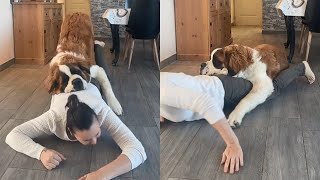 Needy Dog Wants To Be Involved In Owners Workout
