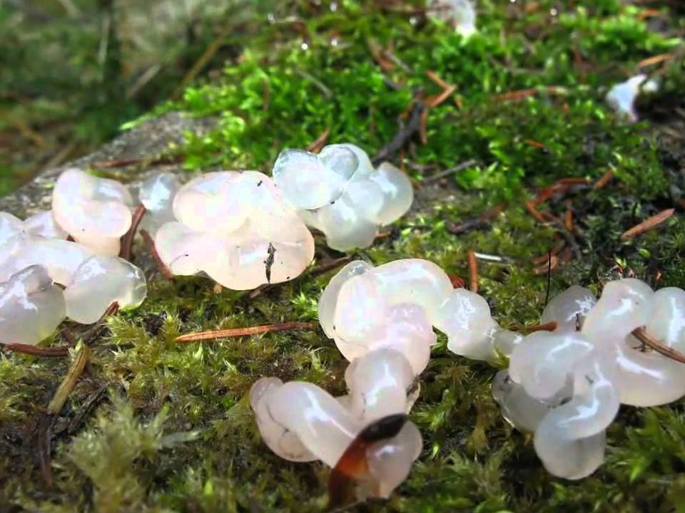 Černorosol bělavý   Exidia thuretiana