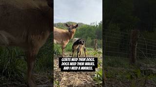 Pack Walk Dilemma Calm Pyrenees Or Stressed Goats?