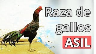 Asil Rooster Breed: Origin, Characteristics and Varieties