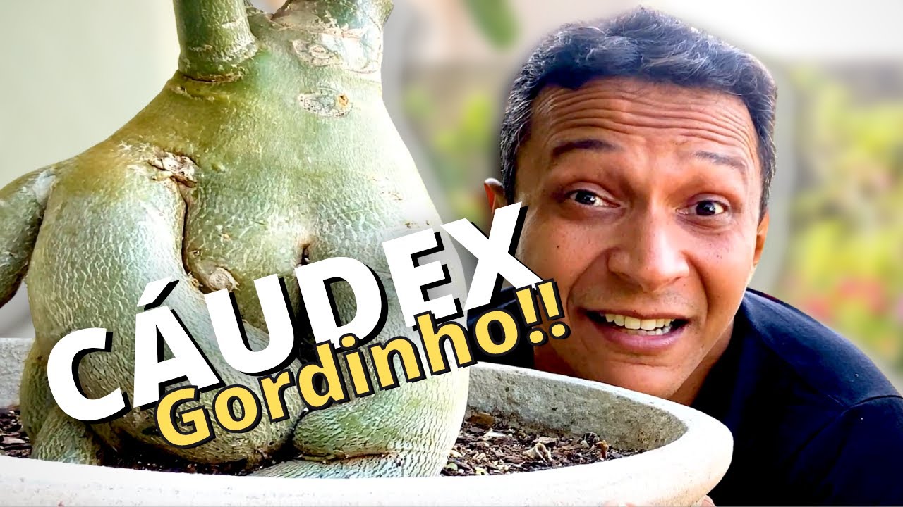 Aprenda a ENGORDAR O CÁUDEX das Rosas do Deserto