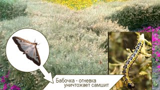 ОГНЕВКА: самшит, обработка
