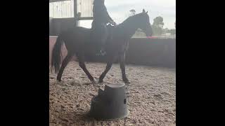 First Canter On Mr Ed At Hareny Park