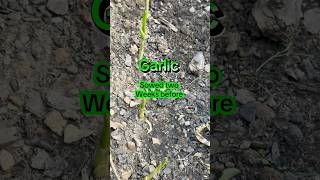 Download Lagu From cloves to cloves — my garlic journey begins 🧄✨  #homegarden #kitchengarden  #growwithme#garlic MP3 Download Lagu From cloves to cloves — my garlic journey begins 🧄✨  #homegarden #kitchengarden  #growwithme#garlic MP3
