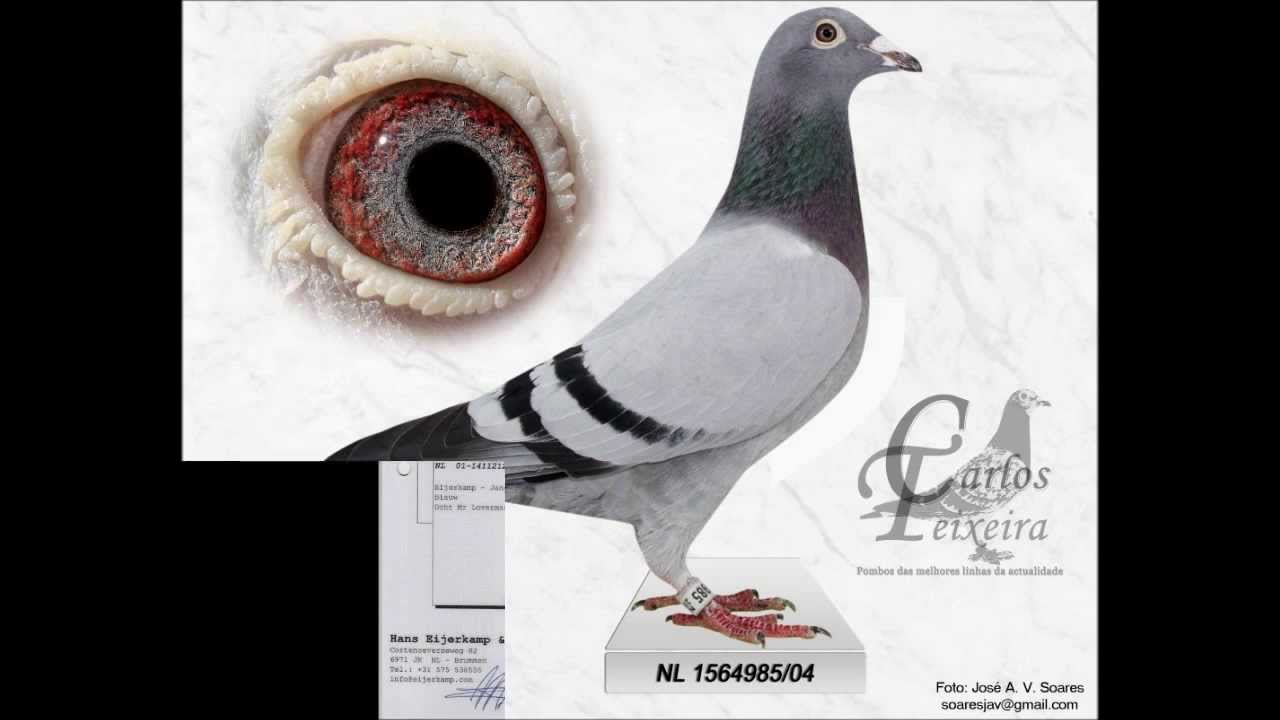 CT Pigeons - Pombos Carlos Teixeira - Pigeon Racing 