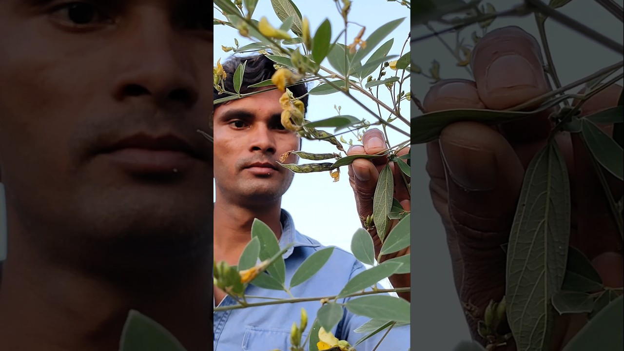 Pigeon pea pods have started appearing on the plant 