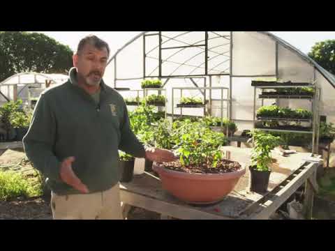 The Best Ways to Grow Ornamental Pepper