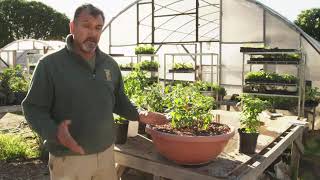 The Best Ways to Grow Ornamental Pepper