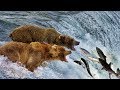 Beauty Nature Wild Bear Catching Salmon In Waterfall Wild Animals 2018 