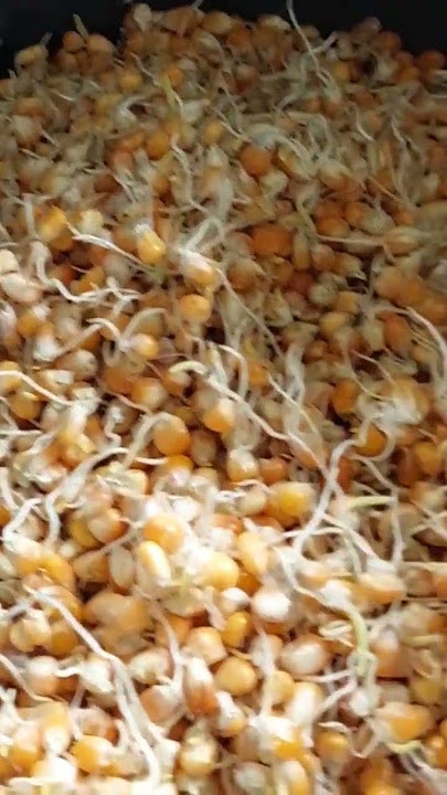 Kecambah Fodder Jagung #pakanayam #fodder