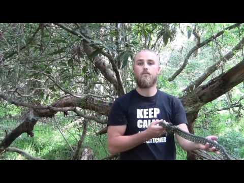 Diamond Python Release narrowly misses biting catchers face!