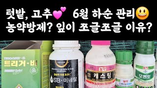 고추💕 6월하순 관리😃 병해충방제(농약)?, 고추잎이 쪼글쪼글한 이유?, 곁순 및 하위엽제거? 고추끈 유인? 탄저병 방제 등 농약 살포방법?
