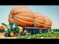 Growing and Harvesting Billions Tons of Pumpkins and Seeds | Agriculture Technology