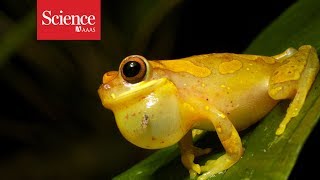 Can you tell how this frog is feeling just from his voice?