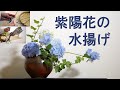 【生け花】アジサイの水揚げから生けるまで【ikebana】ドライフラワーにもなる！簡単な方法/How to treat hydrangea/如何治療繡球花/Hortensia/cây tú cầu/