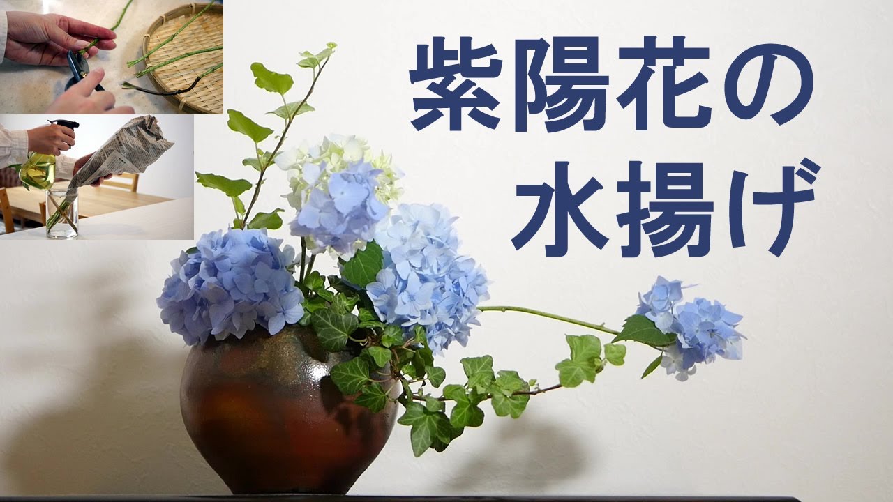 生け花 アジサイの水揚げから生けるまで Ikebana ドライフラワーにもなる 簡単な方法 How To Treat Hydrangea 如何治療繡球花 Hortensia Cay Tu Cầu Youtube