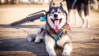 Harnais de traction pour chien | Mesures et bon ajustement | NAHAK