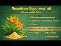Лилейник буро желтый Hemerocallis fulva - сушеные цветы