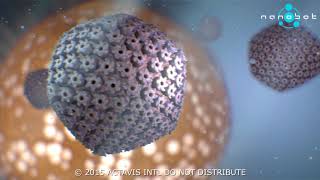 Herpes Simplex Virus characteristics  - 3D medical animation