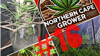 Summer to Autumn Grow 27 weeks #flowering #garden #oudoor_grow_organic #March2025