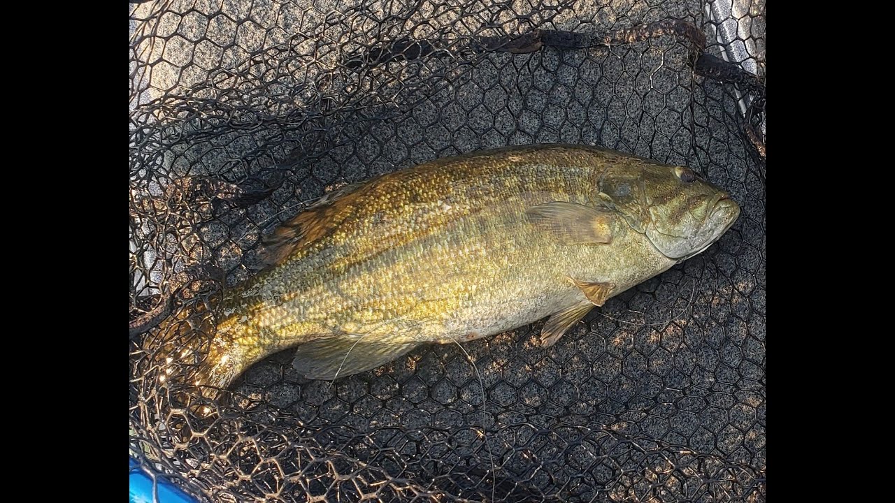 Lake Erie Smallmouth Bass Hen, Chick, and North Harbor Island Part 6