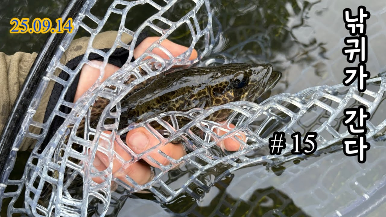 낚귀가 간다 ep.15 // 지류권 쏘가리 꺽지 탐사