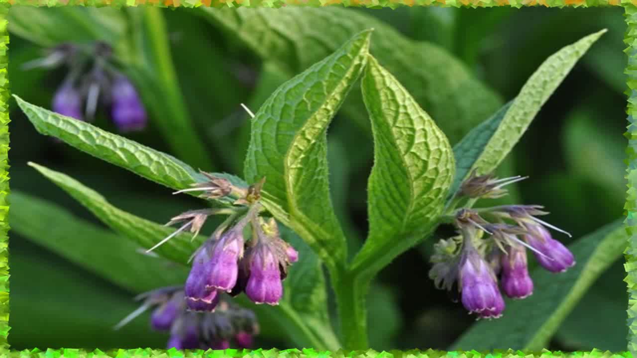 Suelda Consuelda Planta Beneficios Planta Suelda Consuelda YouTube Suelda Consuelda Planta Beneficios Planta Suelda Consuelda YouTube