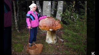 видео Самые большие грибы на планете