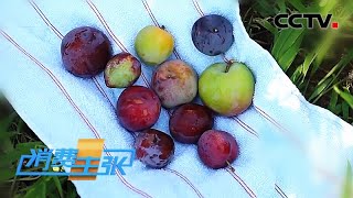 《消费主张》北京:盛夏来临 密云寻李 20200729 | CCTV财经