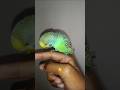 বাজরিগার পাখি। @Funlybird #unfrezzmyaccount #growmyaccount #birds #unfrez