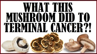 What This Mushroom Did To Terminal Cancer?!