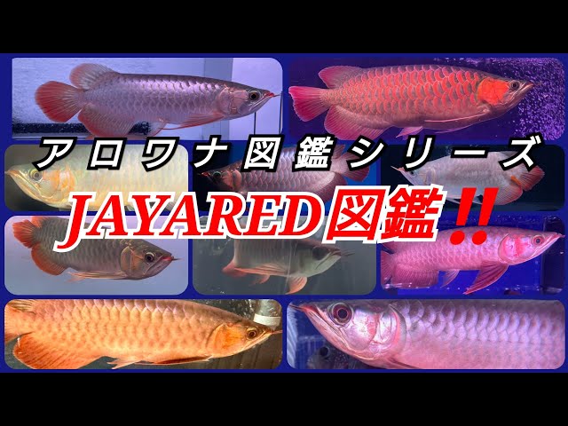 アロワナ図鑑シリーズ『JAYARED図鑑‼️』 - YouTube