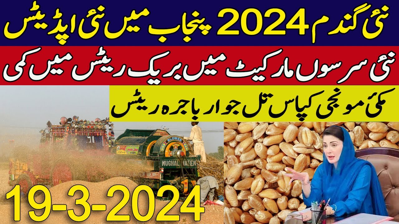 wheat support price in punjab -- pakistan 2024 | Canola rates Today ...