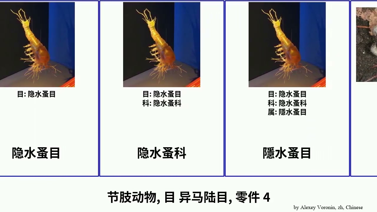 节肢动物, 目 异马陆目, 零件 4 arthropoda 膝螨属 蚰蜒科 黃斑馬陸 雌音鞭蝎科 非洲巨马陆 舌蟲屬 齒肋蟲科 长尾虫科 蛇头女针涟虫科 裂盾目 裂盾蛛科 褶頰蟲目 铠茗荷目