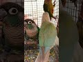 BLUE CHEEK AND BLUE PINEAPPLE CONURE PRICE UPDATED#shortsfeed #foryou#kolkatabirdmarket #birdsmarket
