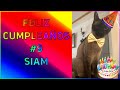 FELIZ CUMPLEAÑOS #9 SIAM - SiamCatChannel
