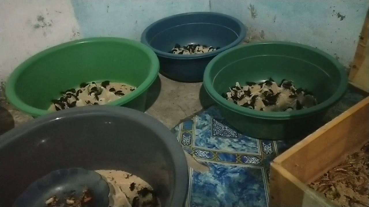 Tips Pencegahan Ulat Jerman yang Mati Lemas dan Mati Hitam