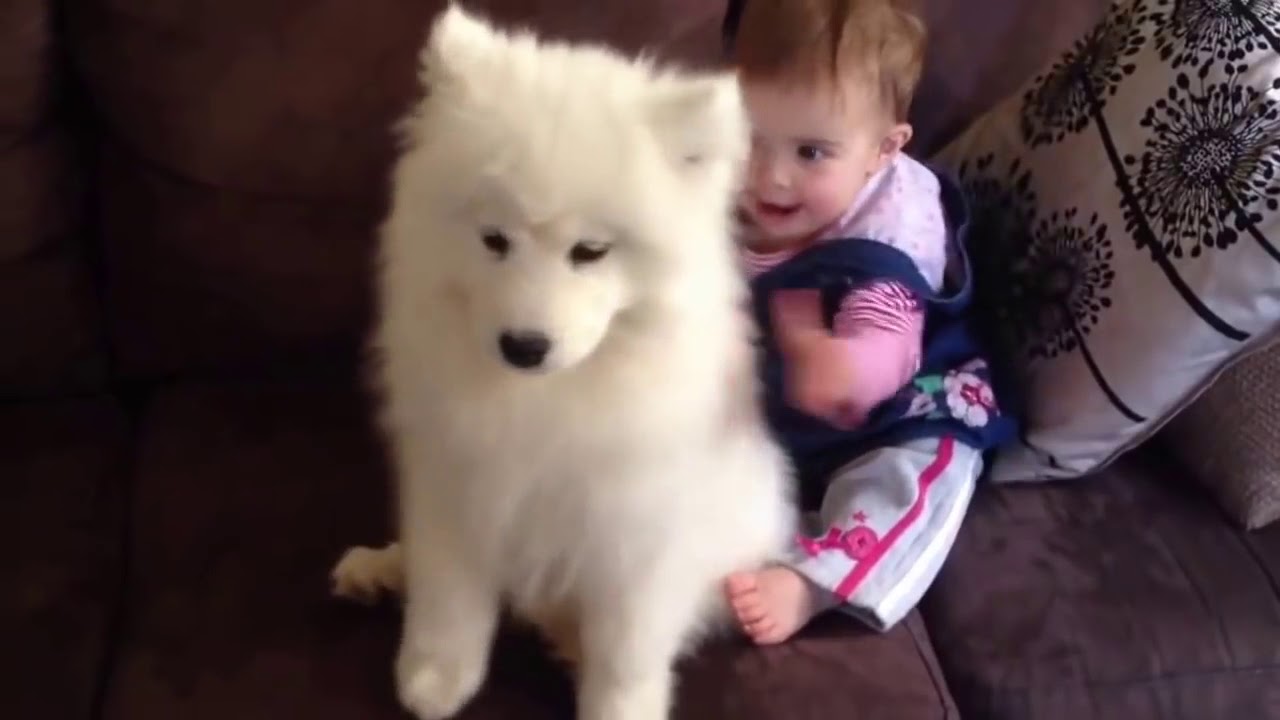 かわいい子犬と赤ちゃん もふもふなサモエド子犬が仲良く遊んでいる姿が超かわいい Vol 4 Youtube
