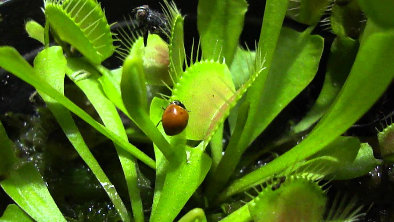 Venus Fly Trap Lady Bug YouTube