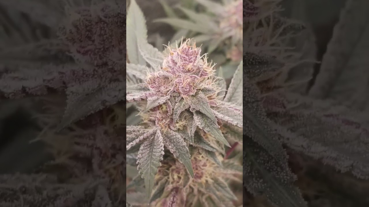 Solefire Gardens Terpgasm "udder madness × sin and juice" absolutely stunning.