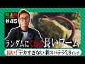 【村上的】#045 "ランダムにくねる"長いワーム【新スパテラ7.8インチ】