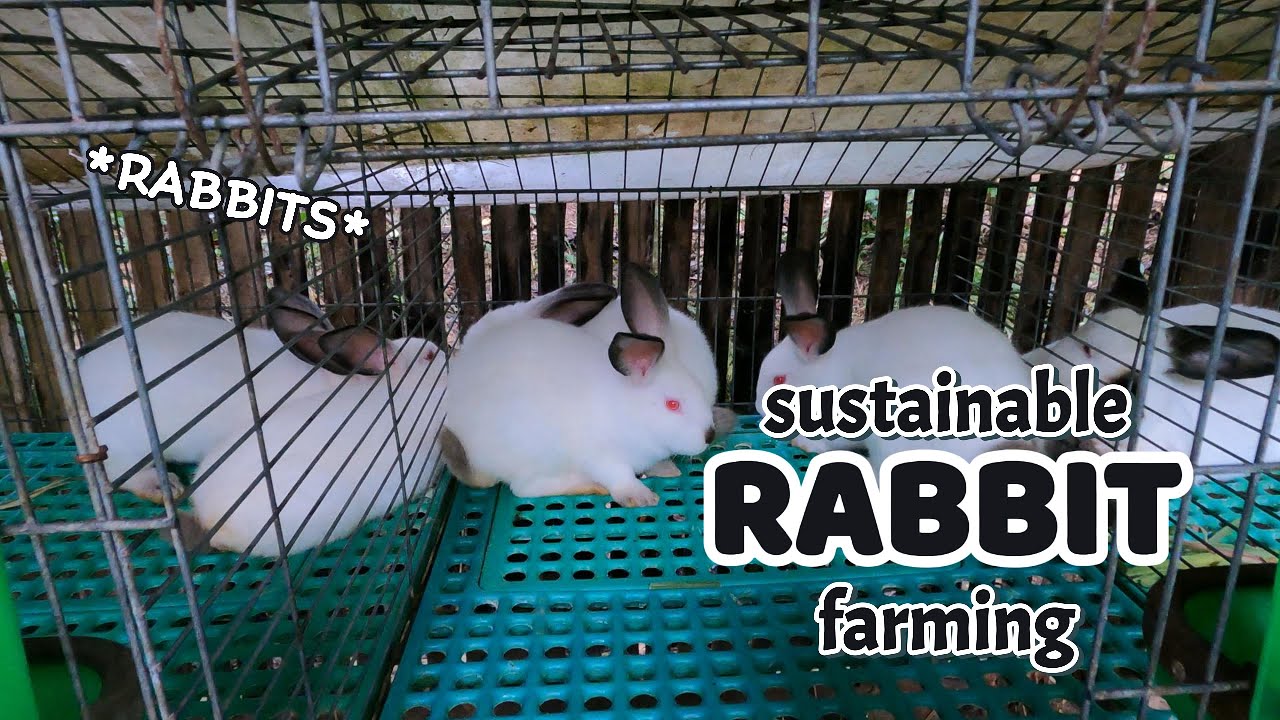 RABBIT FARMING | sustainable rabbit farming - YouTube