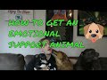 How to Get An Emotional Support Animal How to Get An Emotional Support Animal
