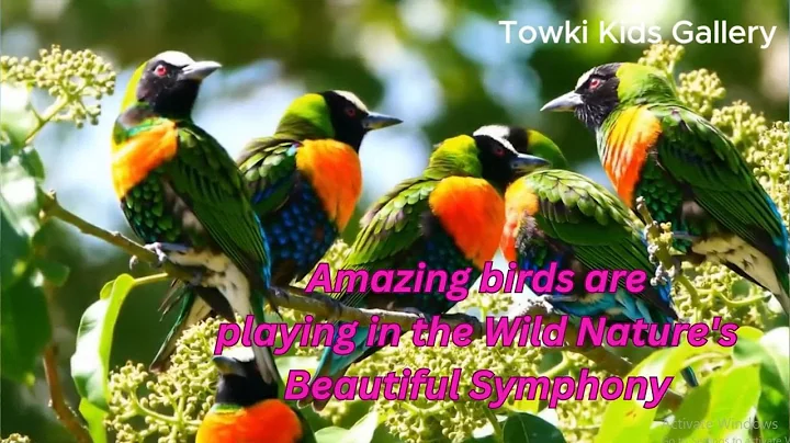 Amazing birds are playing in the Wild  Nature's Beautiful Symphony