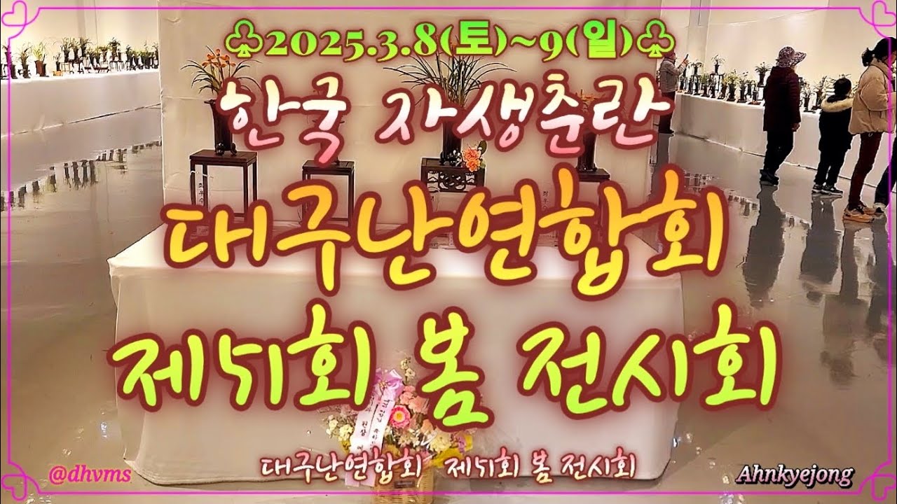 《한국자생춘란 봄 꽃 전시회》'25. 대구난연합회 제51회 봄 꽂 전시회 상위 수상작품[대상, 특별대상, 최우수상(2 ...