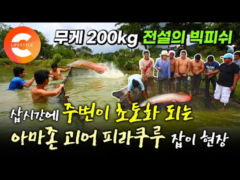 &amp;#39;이건 물고기가 아니라 괴물 잡는 수준&amp;#39; 성인 남성 여럿이 맨몸으로 달려들어도 삽시간에 주변을 초토화 시키는 <strong>아마존강</strong> 초대형 괴어 &amp;#39;피라루쿠&amp;#39;ㅣ세상에서