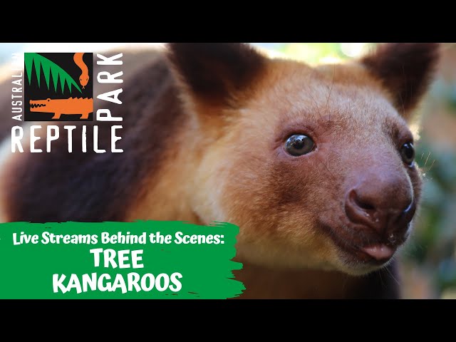 TREE KANGAROOS (LIVE FOOTAGE) | AUSTRALIAN REPTILE PARK