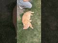 Toro The Orange Catрџђ Yeg Pet Animals Playful Toro The Orange Catрџђ Yeg Pet Animals Playful